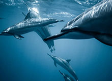 开云平台-宁波男篮分享啦啦队舞蹈片段：啦啦队喊您来现场看“甬辽大战”啦